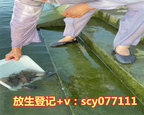 青岛哪里能放生蝎子，青岛机场驱鸟用“八般武器”