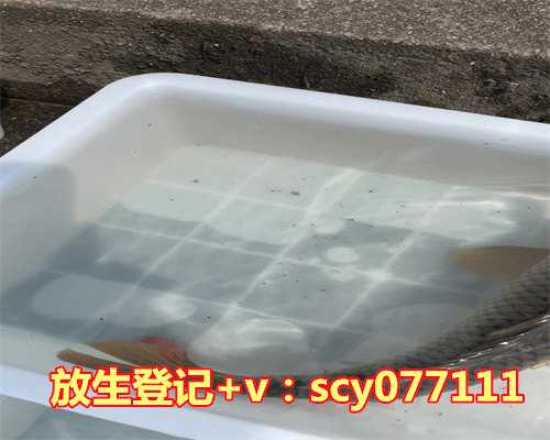 青岛公园放生红鲤鱼，青岛一家小企业为何能吸引社会各界纷纷前去讨教