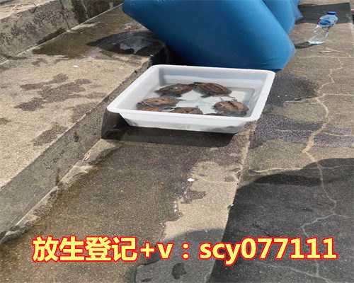 适合放生的鱼类，什么人适合养鱼