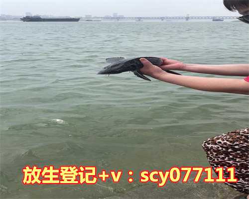 乌龟要放生到什么讲究里，200余年12公斤野生乌龟放生长江