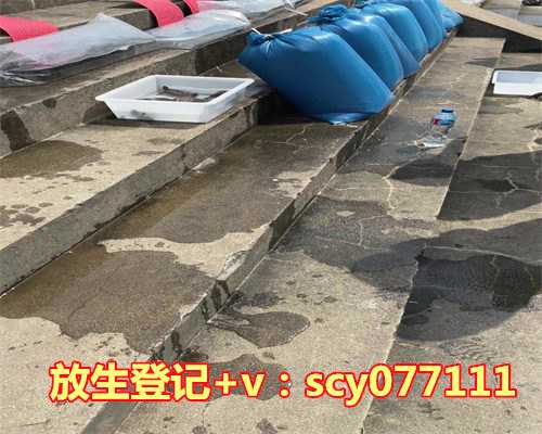 乌龟可以随便放生吗为什么，乌龟喜欢晒太阳吗