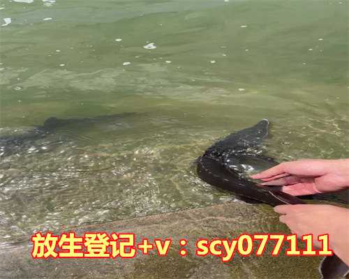 鸭子放生在野外能存活吗，放生白狐现海边缺乏野外生存能力惹人忧