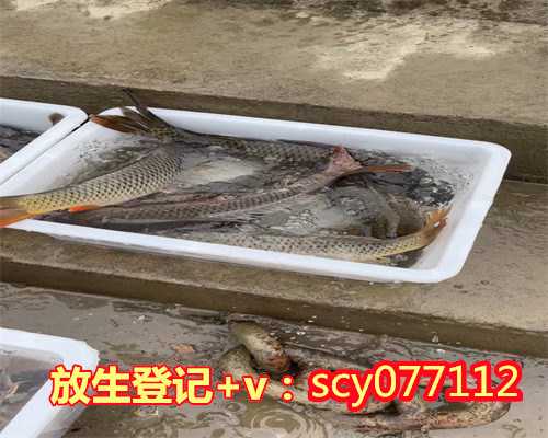 放生红鲤鱼的寓意和象征杭州