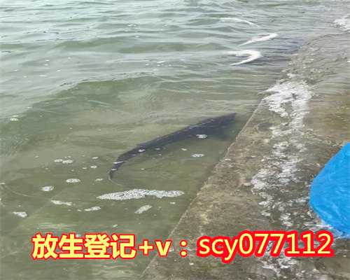 放生河蚌寓意，几十袋螺蛳“放生”护城河