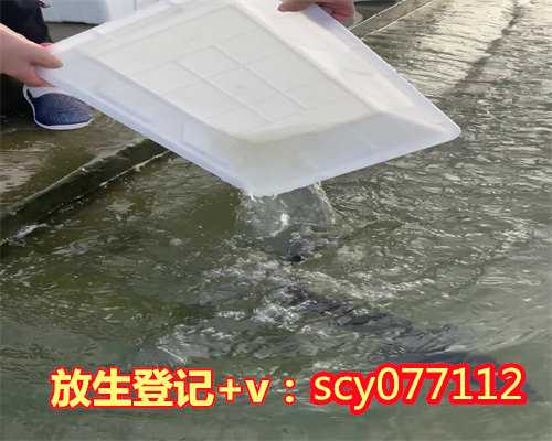 河边捡到放生乌龟好吗风水，从风水学上讲，家里养乌龟好吗？