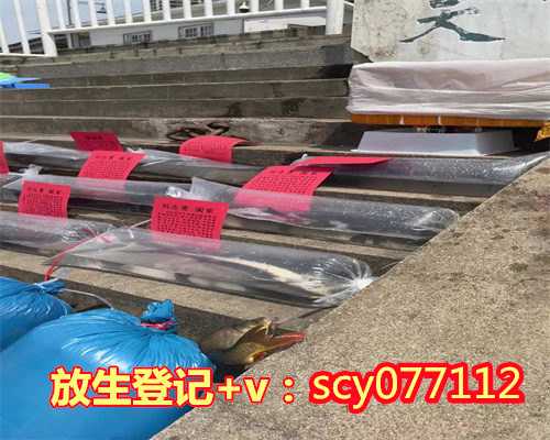 2023什么日子放生最好呢,乌龟怎样放生最吉利