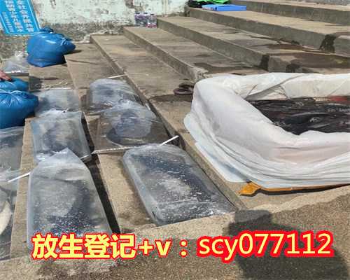 乌龟应该怎么放生，放生的乌龟等我发完愿后才肯走！