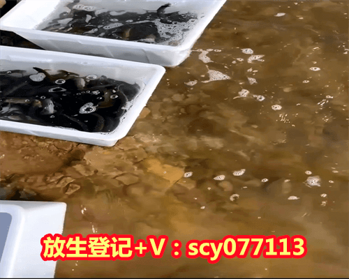 小乌龟放生什么时间比较好，脑梗塞吃什么比较好