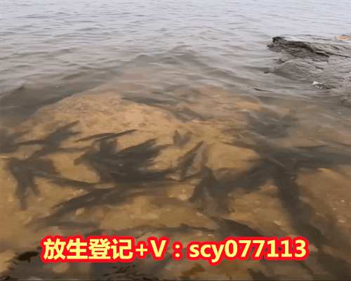 湖南哪里适合放生松鼠，湖南怀化有100多人记得前世