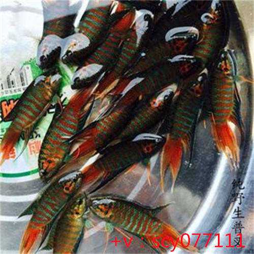 南京放生哪个地方好一点，南京毗卢寺历史